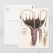 Tintenfisch, Vintage Meerestiere Postkarte (Vorne/Hinten)