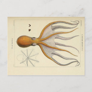 Tintenfisch Vintage Zoologische Skizze Postkarte