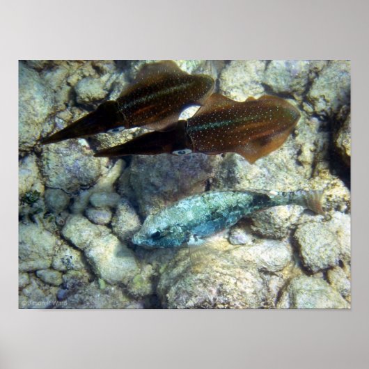 Tintenfisch Wannabe Poster (Vorne)