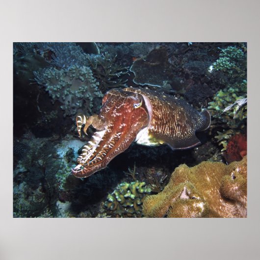 Tintenfische am Riff Poster (Vorne)