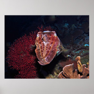 Tintenfische in den Gilis Poster