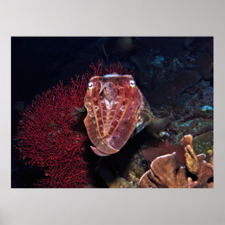 Tintenfische in den Gilis Poster