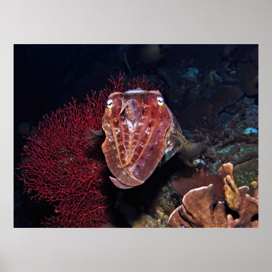 Tintenfische in den Gilis Poster (Vorne)