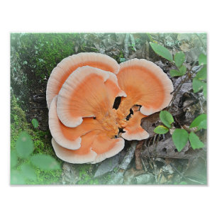 Tintling-Pilz Fotoabzug Fotodruck