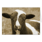 Tiny (Vorderseite (Horizontal))