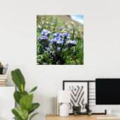 Tiny Alpine Tundra Blume Poster (Heimbüro)