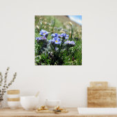 Tiny Alpine Tundra Blume Poster (Küche)