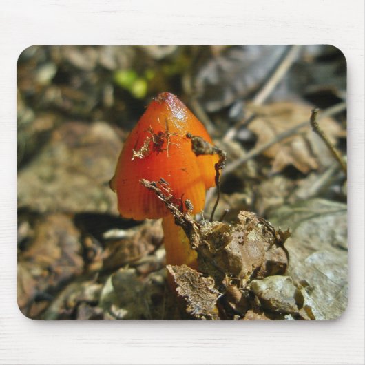 Tiny Amberina Cone Cap Mushroom Mousepad (Vorne)