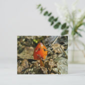 Tiny Amberina Cone Cap Mushroom Postcard Postkarte (Stehend Vorderseite)