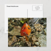 Tiny Amberina Cone Cap Mushroom Postcard Postkarte (Vorne/Hinten)