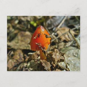 Tiny Amberina Cone Cap Mushroom Postcard Postkarte
