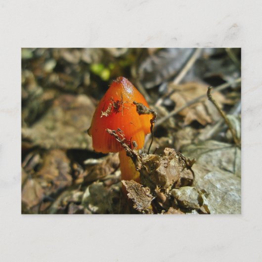 Tiny Amberina Cone Cap Mushroom Postcard Postkarte (Vorderseite)