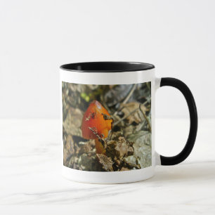 Tiny Amberina Cone Cap Mushroom Tasse