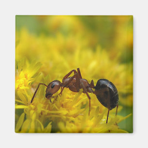 Tiny Ant auf Goldenrod Magnet