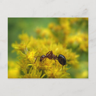 Tiny Ant auf Goldenrod Postkarte