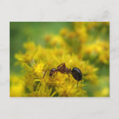 Tiny Ant auf Goldenrod Postkarte (Vorderseite)