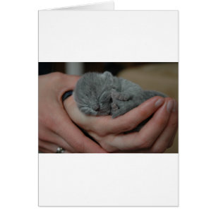 Tiny Baby Blue Kitten