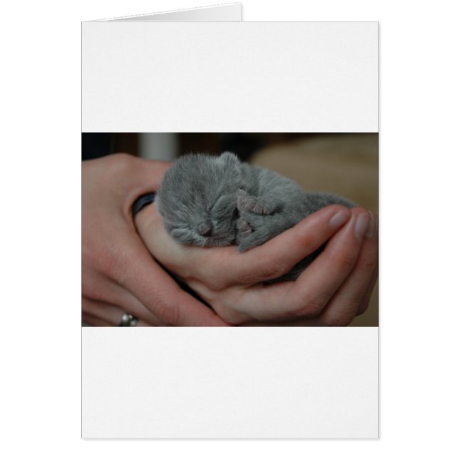 Tiny Baby Blue Kitten (Vorne)