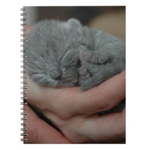 Tiny Baby Blue Kitten Notizblock