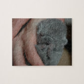 Tiny Baby Blue Kitten Puzzle (Horizontal)