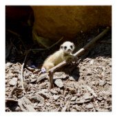 Tiny Baby Meerkat Poster (Vorderseite)