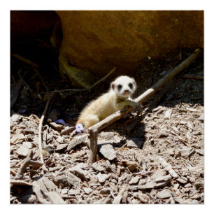 Tiny Baby Meerkat Poster