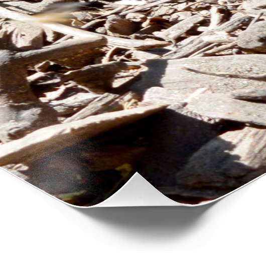 Tiny Baby Meerkat Poster (Ecke)