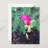 Tiny Bear Bracken, Asiatische Ball-Jointed Doll Postkarte (Vorne/Hinten)