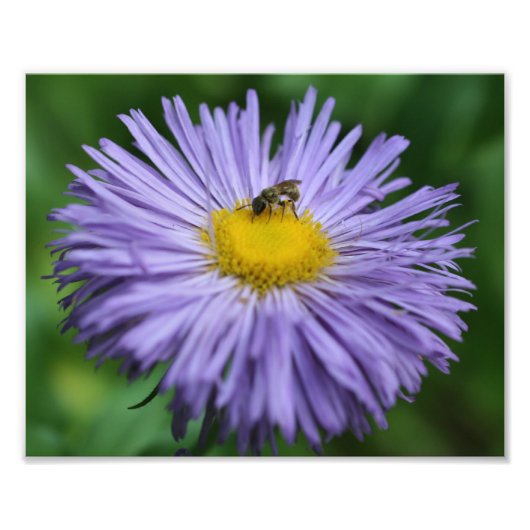 Tiny Bee auf Lila Aster Daisy Blume Nature 8x10 Fotodruck (Vorne)