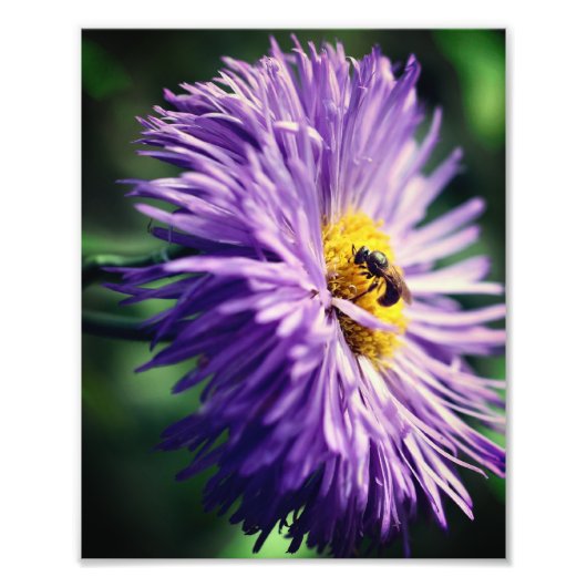 Tiny Bee auf Lila Daisy-Blume Nah 8x10 Fotodruck (Vorne)