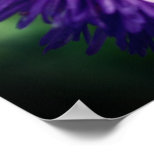 Tiny Bee auf Lila Daisy-Blume Nah Poster (Ecke)