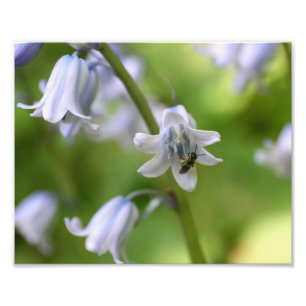Tiny Bee on Bluebell Blume 10x8 Macro Nature Prin Fotodruck