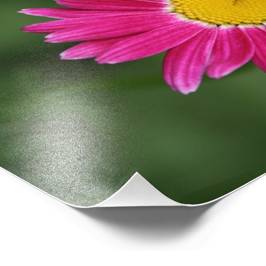 Tiny Bee on Painted Daisy Fotodruck (Ecke)