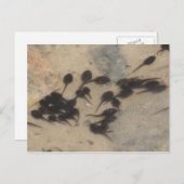 Tiny Black Tadpoles Nature Postkarte (Vorne/Hinten)
