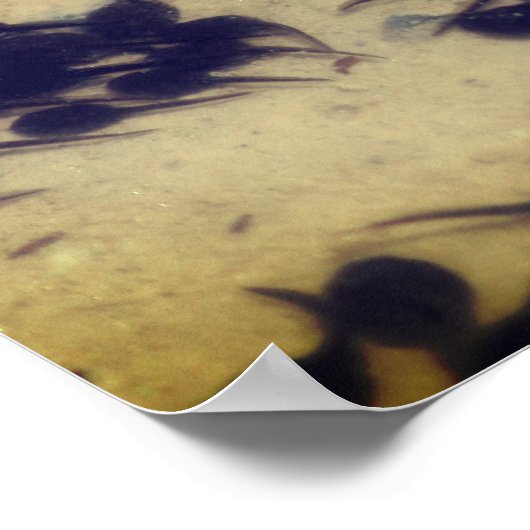 Tiny Black Toad Tadpoles Nature Poster (Ecke)