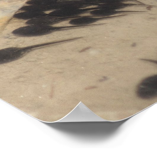 Tiny Black Toad Tadpoles Nature Poster (Ecke)
