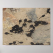 Tiny Black Toad Tadpoles Nature Poster (Vorne)