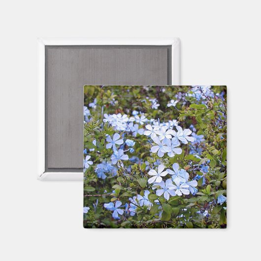 Tiny Blue Blumen Magnet (Vorderseite/Rückseite)