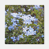 Tiny Blue Blumen Magnet (Vorne)
