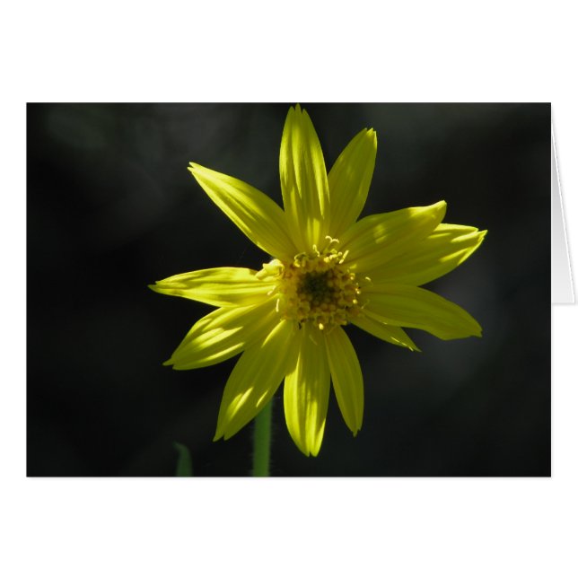 Tiny Blume (Vorderseite (Horizontal))