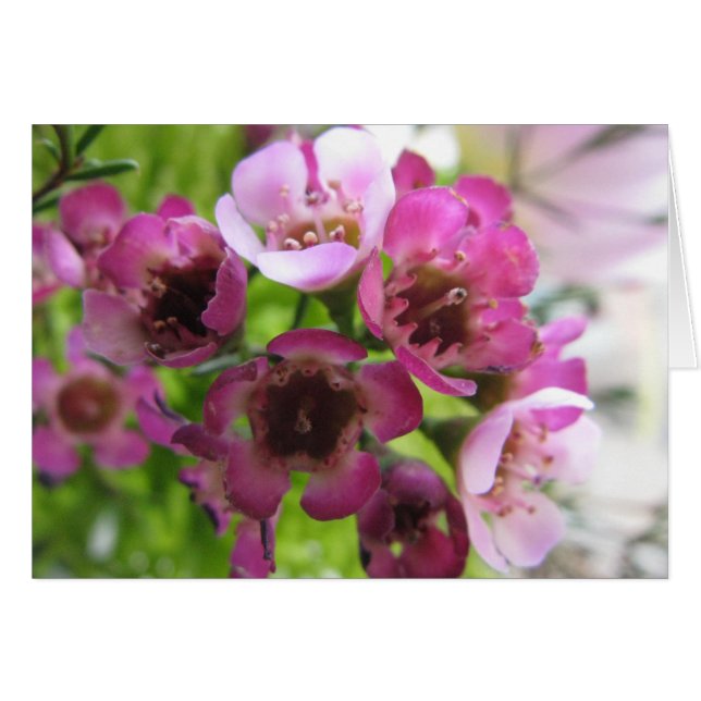 Tiny Bouquet (Vorderseite (Horizontal))