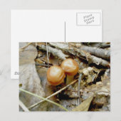 Tiny Brown Pair Mushrooms Postkarte (Vorne/Hinten)
