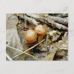 Tiny Brown Pair Mushrooms Postkarte