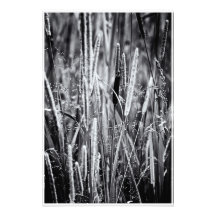 Tiny Bull Rush Marsh Grasses Black and White