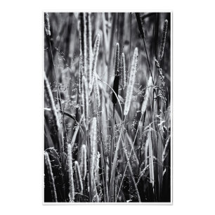 Tiny Bull Rush Marsh Grasses Black and White Fotodruck