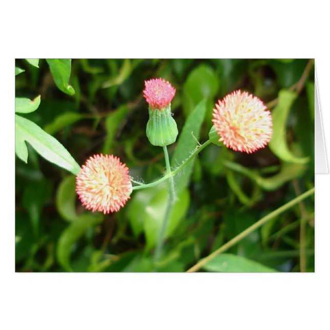 Tiny Cheerleader Card (Vorderseite (Horizontal))