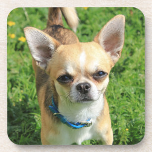 Tiny Chihuahua Puppy Dog Getränkeuntersetzer