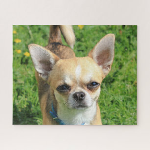 Tiny Chihuahua Puppy Dog Puzzle