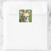Tiny Chihuahua Puppy Dog Quadratischer Aufkleber (Tasche)