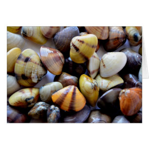 Tiny Colorful Clam Muscheln